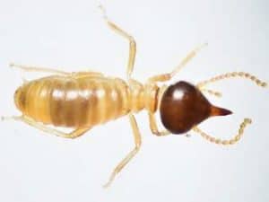 termite control natural methods