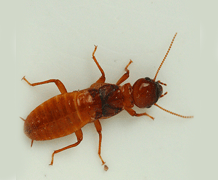 termite control natural methods
