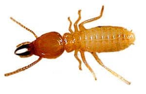 termite control natural methods