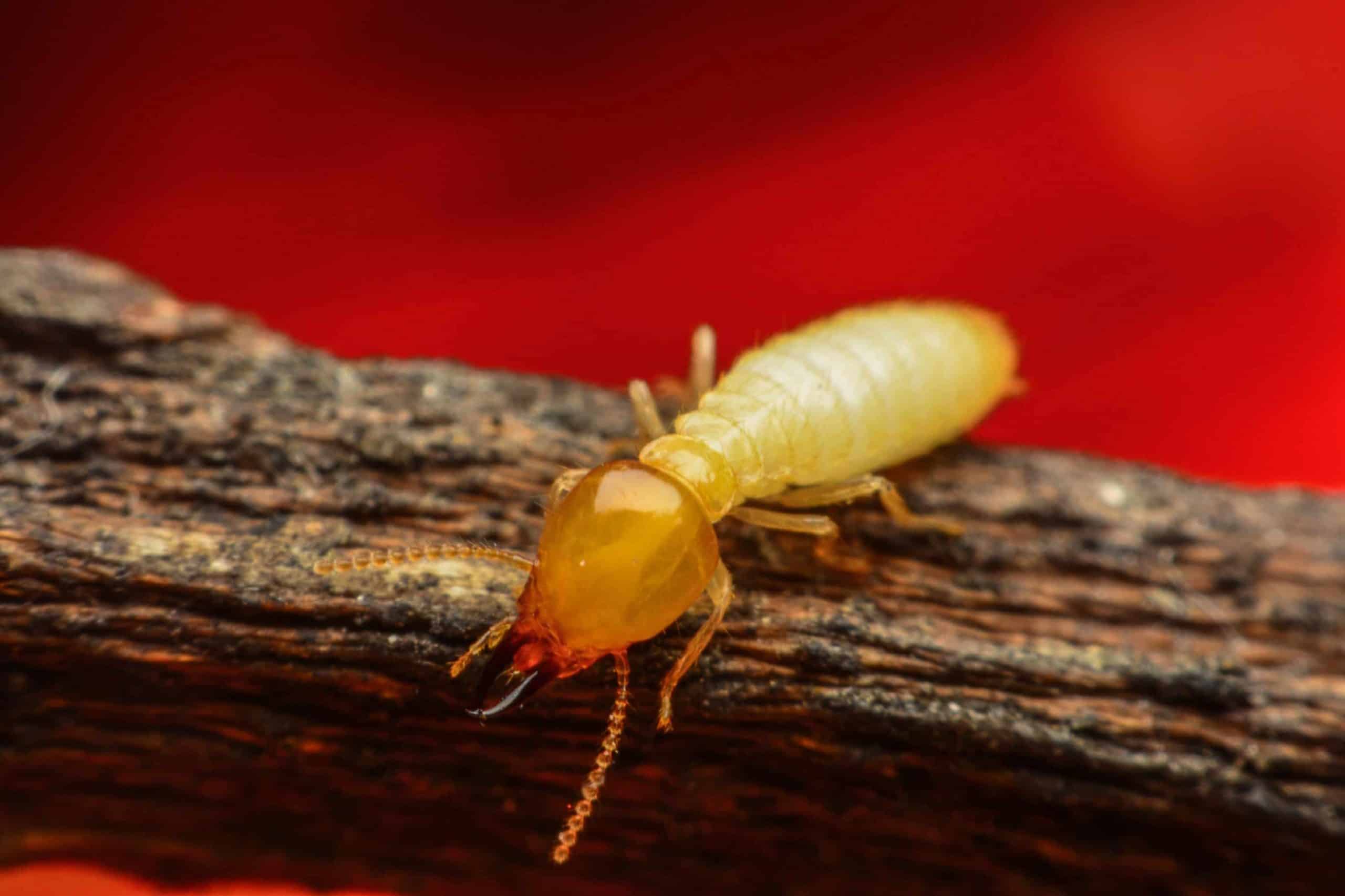 termite control natural methods