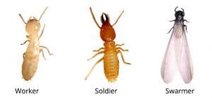 termite control natural methods