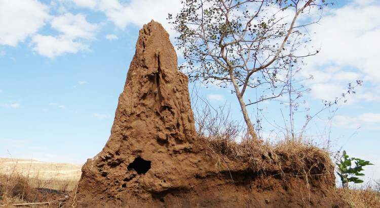 termite mound and view of a sky