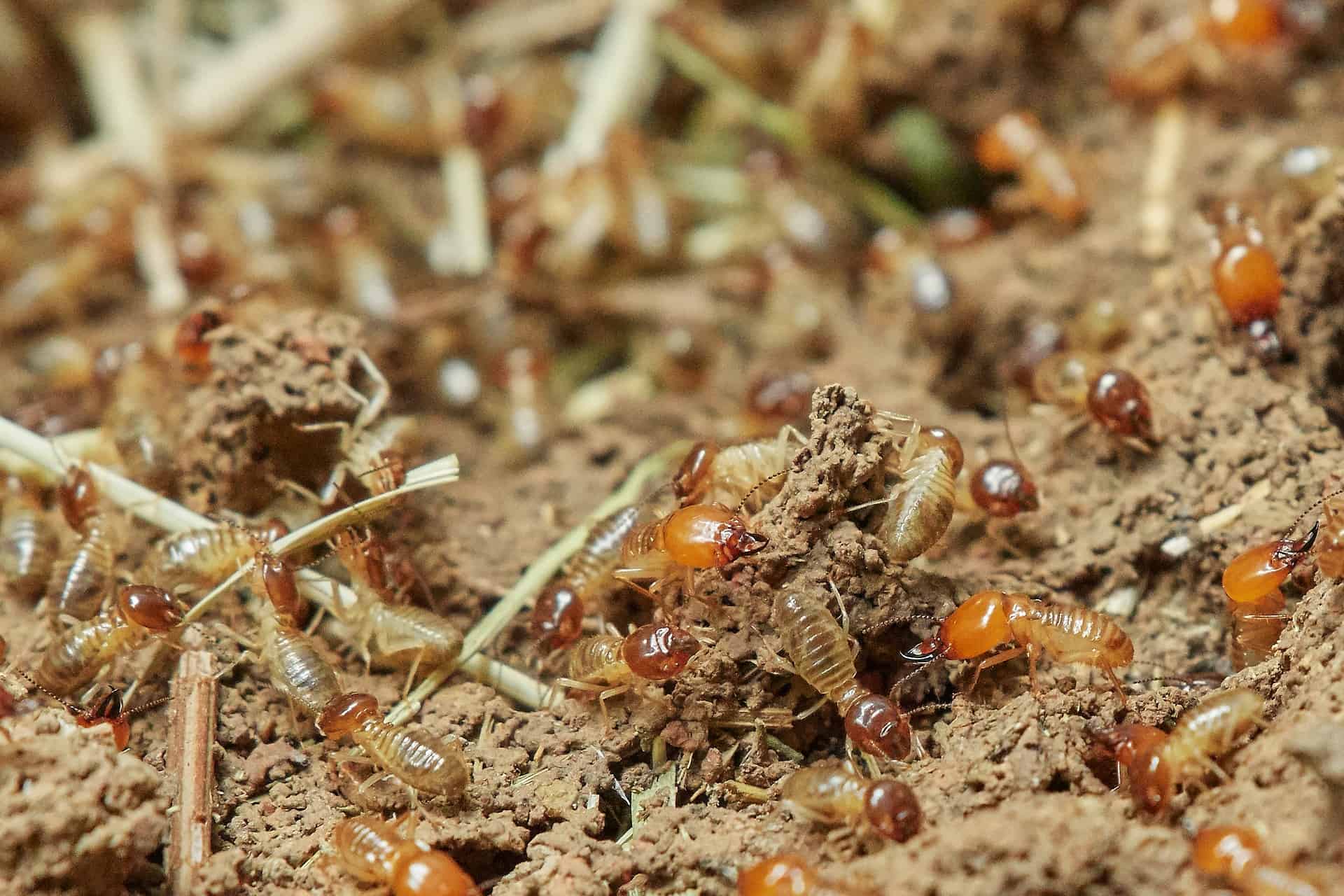 termite control