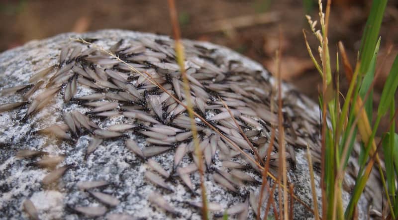 termites in garden