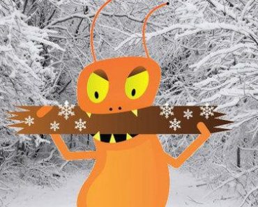 termites in winter