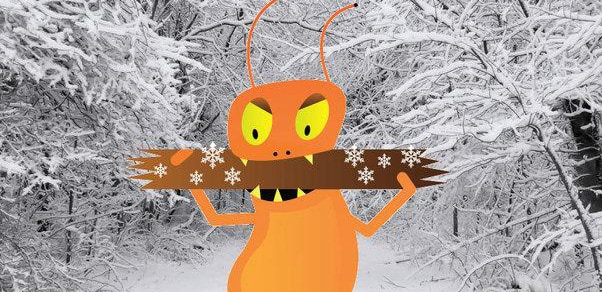 termites in winter