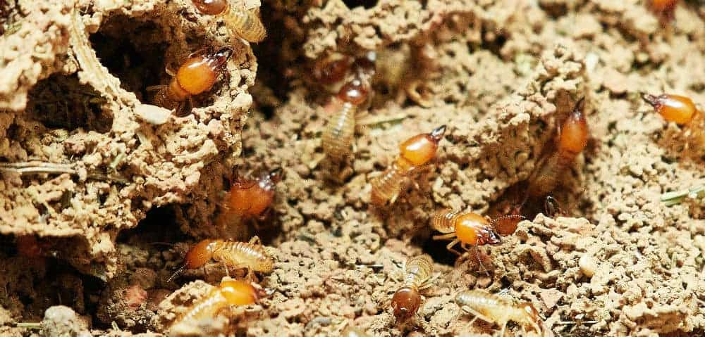 prevent termites naturally