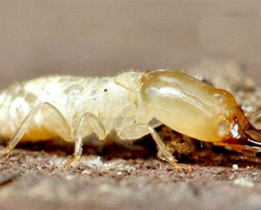 what do termites do to humans