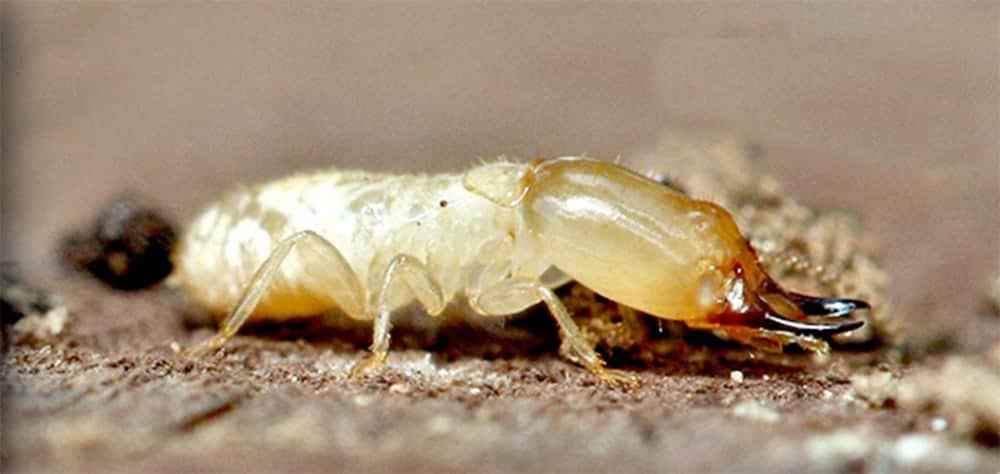 what do termites do to humans