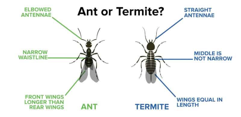 what do termites do to humans