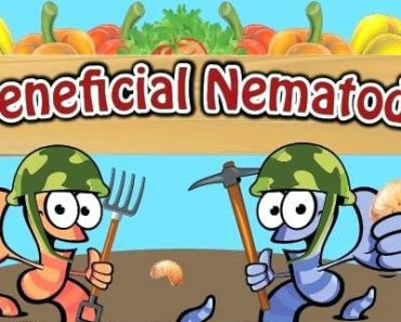 when to use nematodes