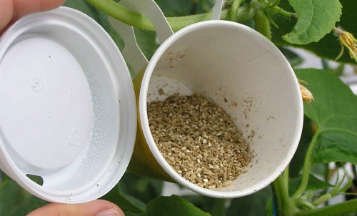 using nematodes on field
