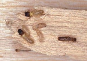termite control natural methods