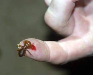 finger being bitten by termite