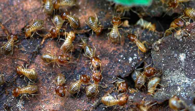 Orange Oil Termite Treatment Reviews – How Effective Is It