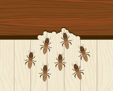 signs of termite infestation in house