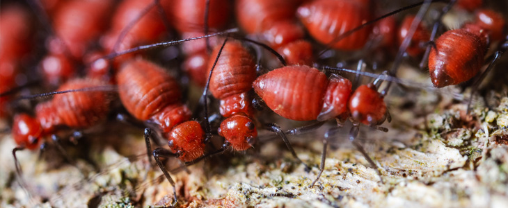 DIY Termite Killer Guide
