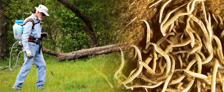 Nematodes for Termites: Beneficial Nematodes Prove Effective in Termite Control - Article Header