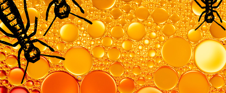 Orange Oil Termite Treatments: Detailed Guide for D-Limonene Termiticides