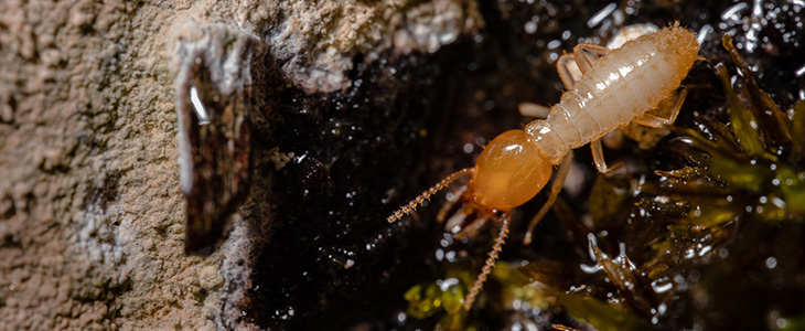 Termite Anatomy - Header Graphic