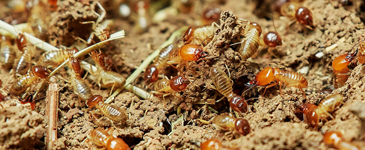 Termite Behavior - Header Graphic