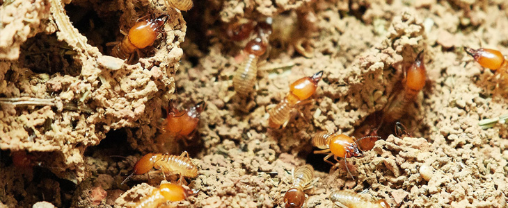 Termite Life Cycle - Post Header