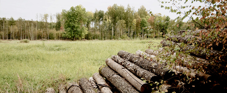 Termites in the Spring - Infestation Prevention Tips