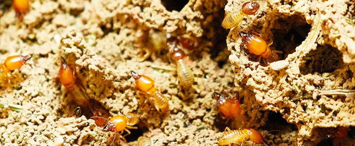 Termite Swarm Season: Precautions for Property Owners in 2023